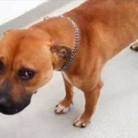 Un chien abandonné dans un container à ordures
