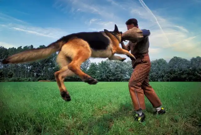 Sports Canins en Danger : Une Interdiction Menace les Chiens de Travail !