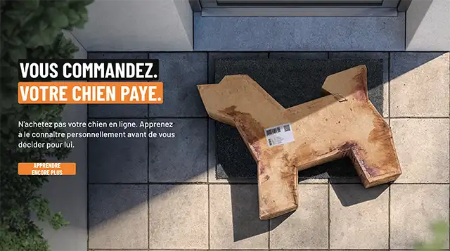 Vous aimeriez acquérir ou adopter un chien ?