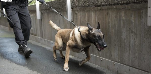 Le chien Yankee trouve 200 grammes d’héroïne