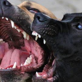 Races de chiens autorisées en Suisse romande : Guide complet par canton