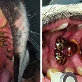 La coccinelle asiatique se répand en Europe et en Suisse