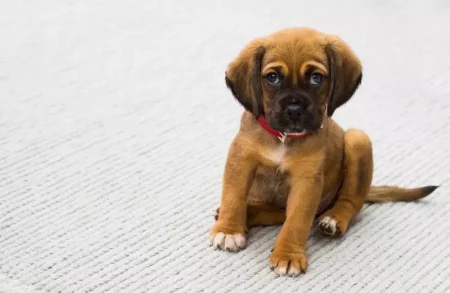 Les étapes pour l'acquisition nouveau chien (Fribourg)