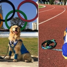 Les animaux de compagnie ont aussi leurs Jeux olympiques !