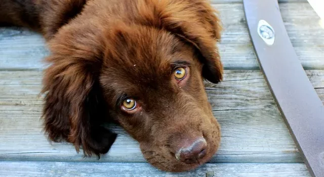 Apprenez la propreté à votre chien ou chiot en un temps record !