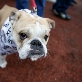 Les chiens ne seraient pas solidaires entre eux