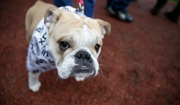 Les chiens ne seraient pas solidaires entre eux