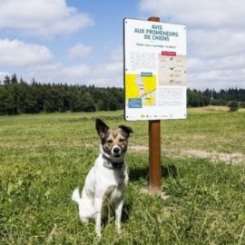 Des crottes de chiens qui font avorter les vaches