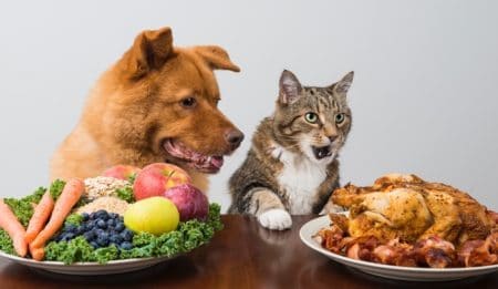 20 aliments mortels pour les chiens