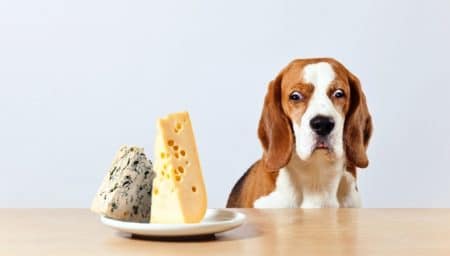 20 aliments mortels pour les chiens