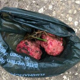 Des boulettes de viande empoisonnées