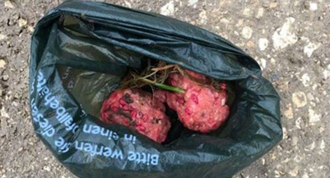 Des boulettes de viande empoisonnées