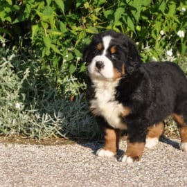 Un chiot bouvier bernois retrouvé ivre dans un parc