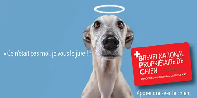 Le Brevet National de Propriétaire de Chien (BPC) : Tout Ce Que Vous Devez Savoir