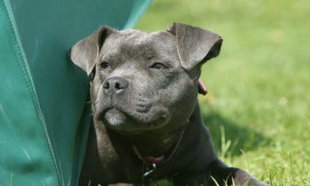 Sous l'effet de la drogue un chien tue son proprio