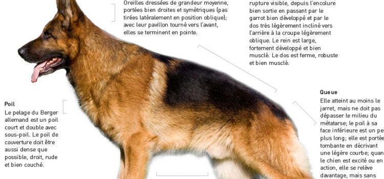 Les caractéristiques physiques du berger allemand