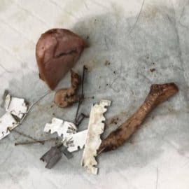 Un individu a piégé trois animaux avec des saucisses farcies aux lames de rasoir et aux épingles