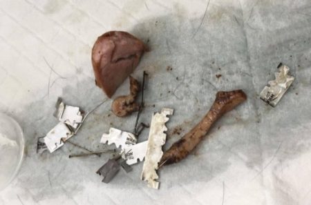 Un individu a piégé trois animaux avec des saucisses farcies aux lames de rasoir et aux épingles
