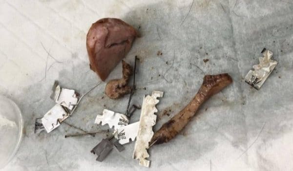 Un individu a piégé trois animaux avec des saucisses farcies aux lames de rasoir et aux épingles