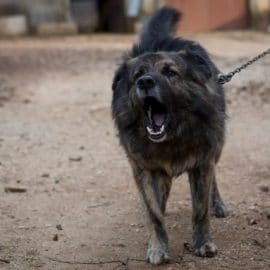 On ne pourra plus empêcher un chien d’aboyer