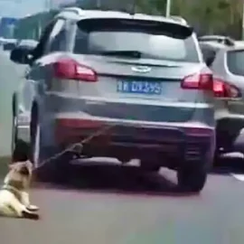 Il traîne son chien derrière son 4x4