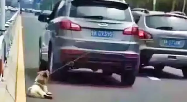 Il traîne son chien derrière son 4x4