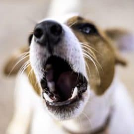 La commune menace de tuer les chiens bruyants