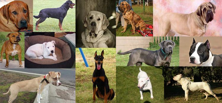 Chiens soumis à autorisation dans le canton du Valais