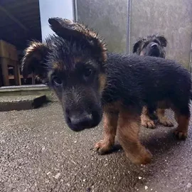Un Chiot Berger Allemand femelle disponible
