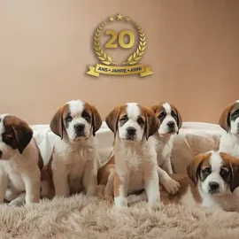 La Fondation Barry célèbre 20 ans de passion pour les Saint-Bernard !