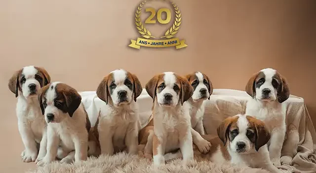 La Fondation Barry célèbre 20 ans de passion pour les Saint-Bernard !
