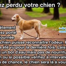 Guide pour retrouver son chien