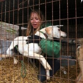 Consommation de la viande de chien