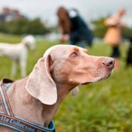 Cours pour proprios de chiens bientôt facultatifs ?