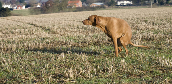 Crottes dans les champs: proprios rappelés à la loi