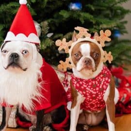 Déguiser son chien ? 3 précautions à prendre