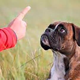 Liste des éducateurs canins agréés