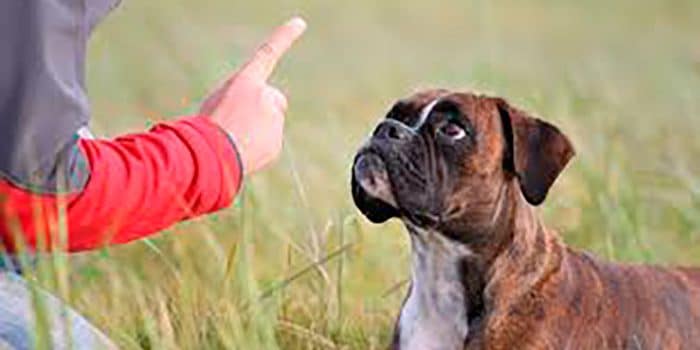 Liste des éducateurs canins agréés