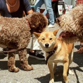 Une chienne électrocutée à cause d’un réverbère