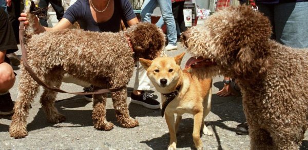 Une chienne électrocutée à cause d’un réverbère