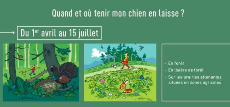 Quand et où tenir mon chien en laisse ?