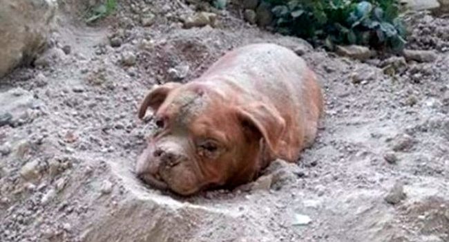 Chien enterré vivant: huit mois avec sursis