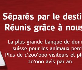 Des escrocs ciblent les maîtres d’animaux perdus