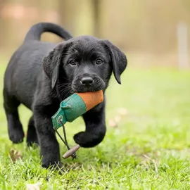 Renforcement des Règles d’Importation de Chiots en Suisse