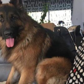 Jagger, berger allemand abattu