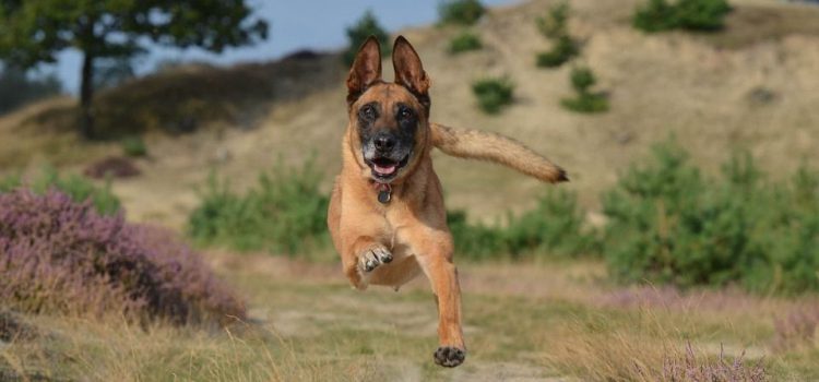 Un chasseur croit tirer sur un loup, mais tue le chien d’un couple de vacanciers