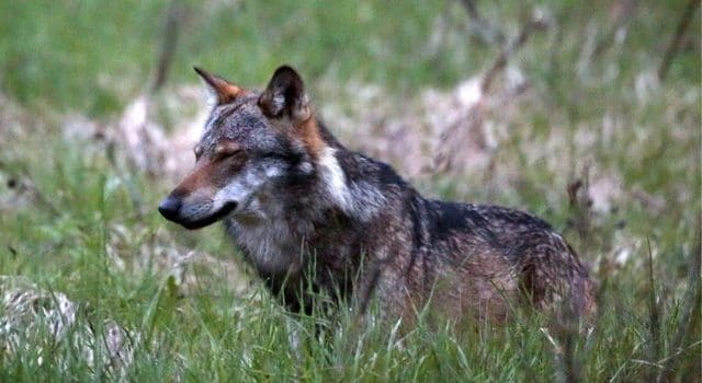 Une nouvelle louve a été observée