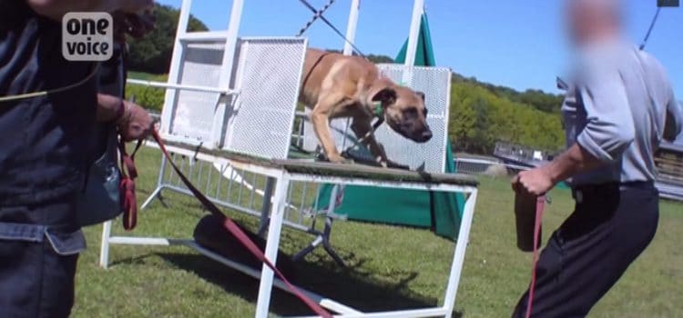 Des chiens «maltraités pour devenir méchants»
