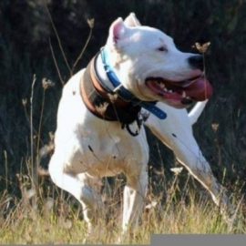 Chasser avec des molosses est désormais interdit