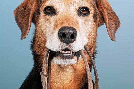 Un chien chez moi – est-ce possible ?